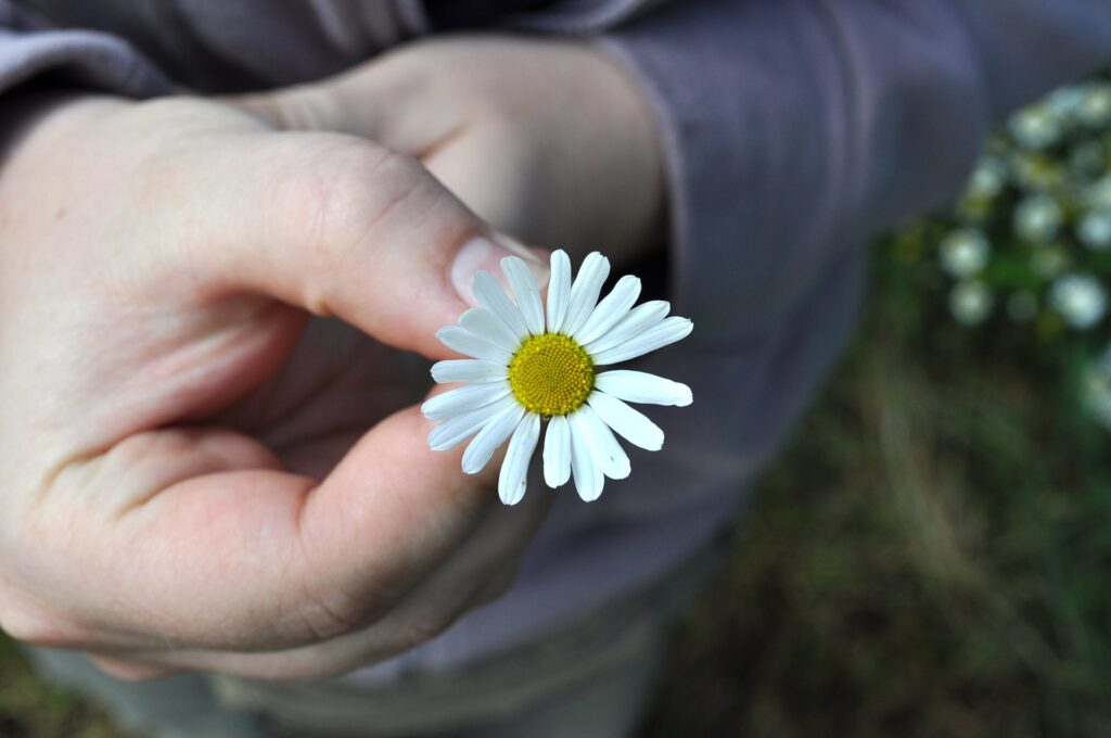 La mano, probabilmente di un bambino, tiene una piccola margherita