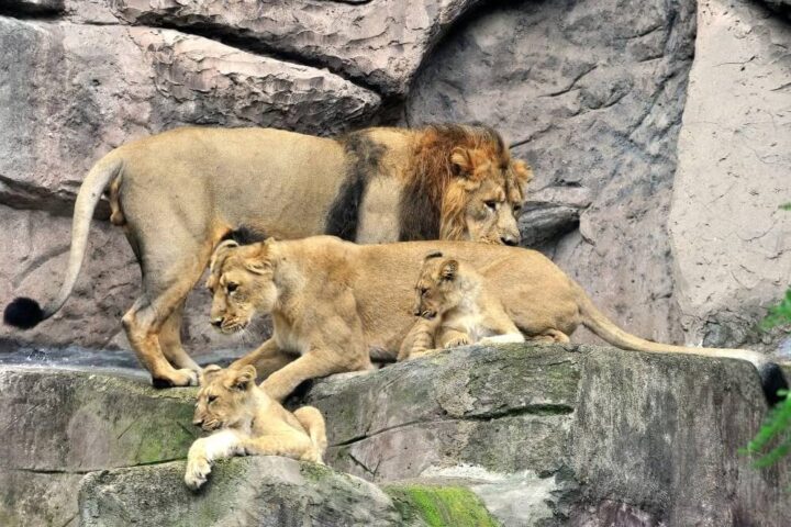 leoni asiatici del Bioparco di Roma