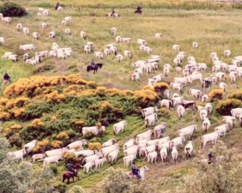 Transumanza di ovini in Molise