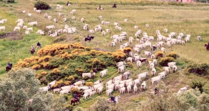 Transumanza di ovini in Molise