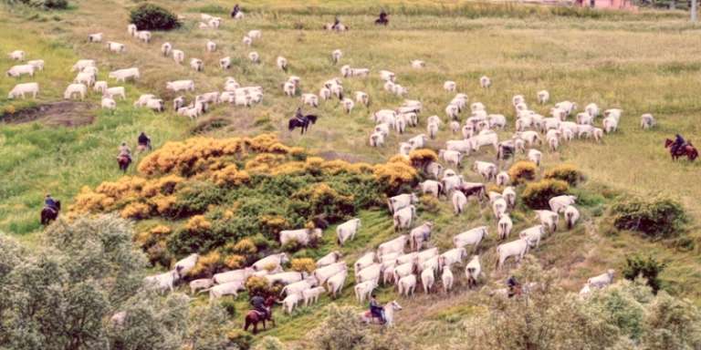 Transumanza di ovini in Molise