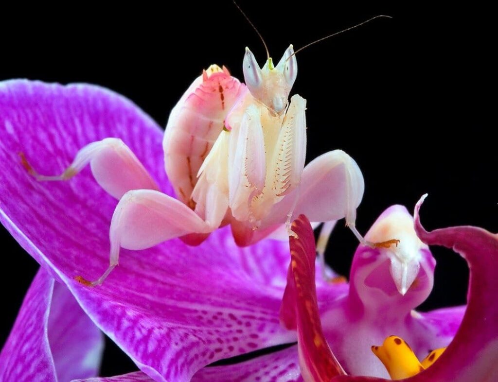 La mantide orchidea (Hymenopus coronatus) è un insetto predatore