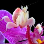 La mantide orchidea (Hymenopus coronatus) è un insetto predatore