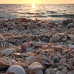 La conchiglia che vigila sulla salute degli ecosistemi