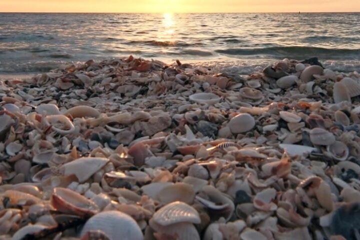 La conchiglia che vigila sulla salute degli ecosistemi