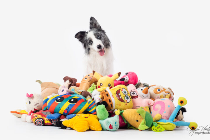 Un cane circondato da giocattoli colorati inclina la testa