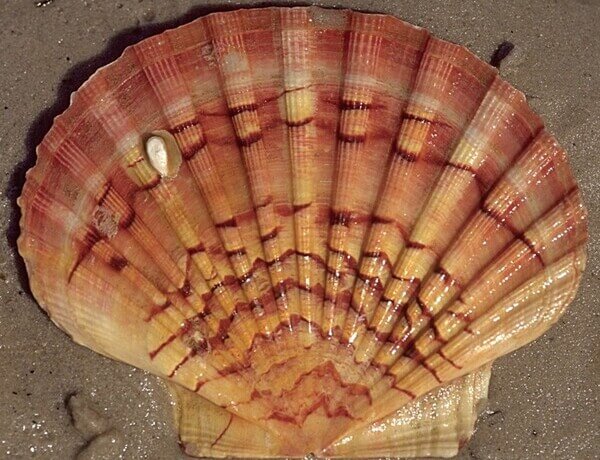 Pecten jacobaeus – conosciuto in Italia come capasanta