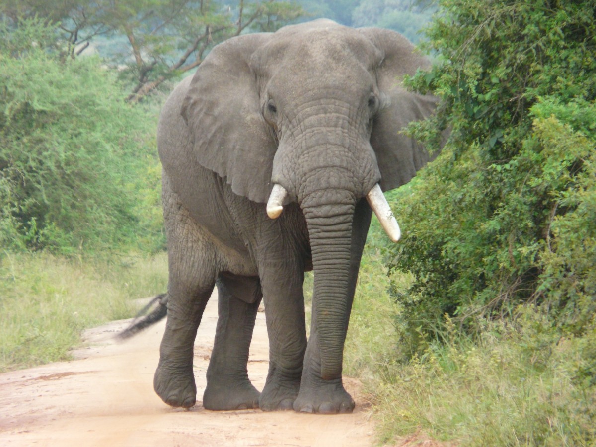 Un elefante africano nel suo habitat naturale