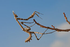 Empusa pennata