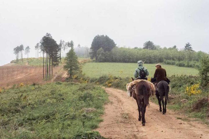 due persone cavalcano due muli lungo una strada di campagna