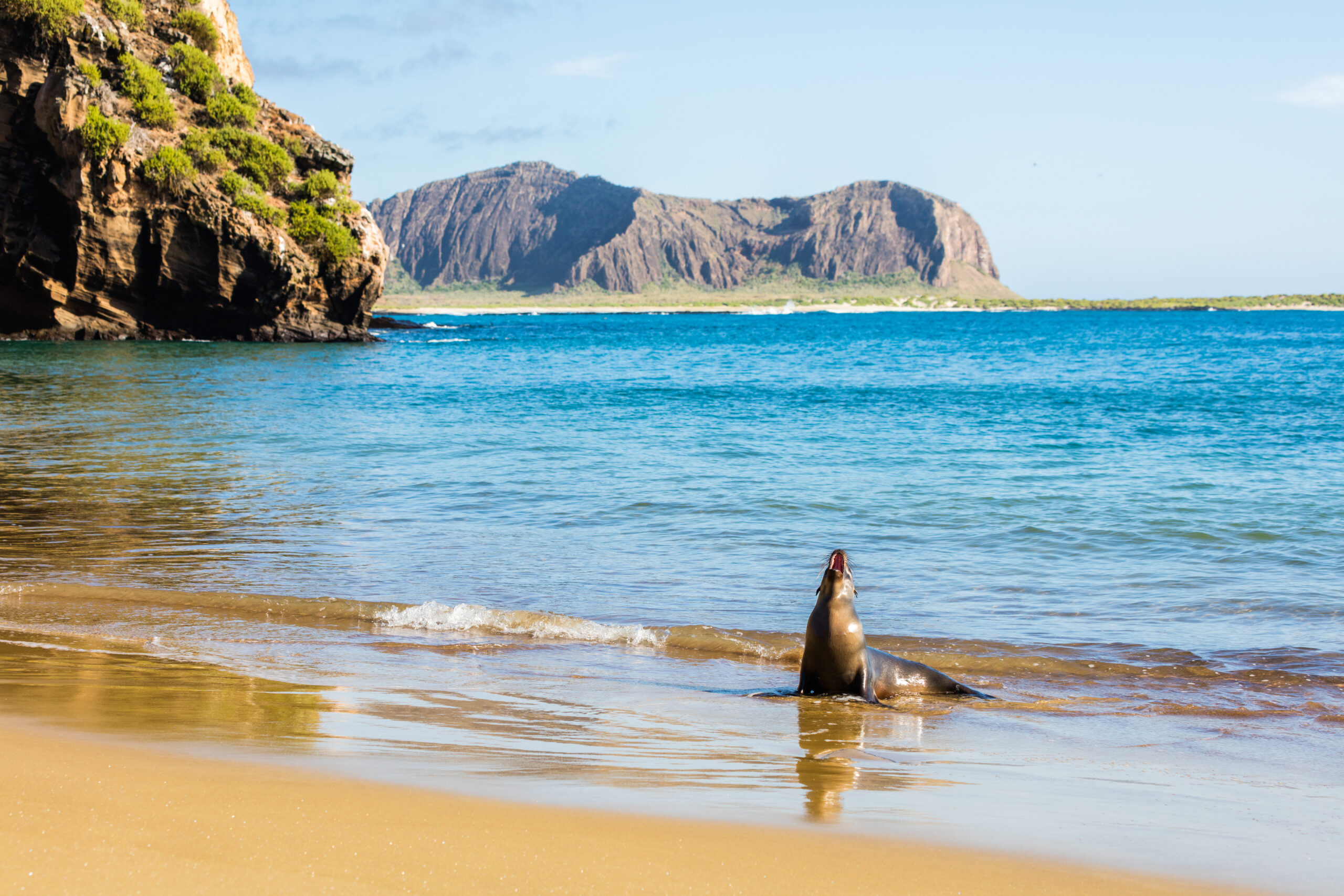 Un leone marino delle Galapagos su una spiaggia