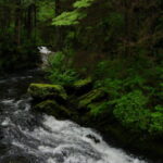 Un torrente nel mezzo della foresta Tongass