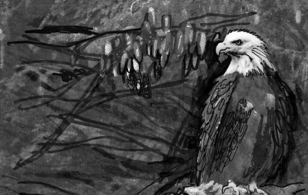 La celebre, iconica "aquila dalla faccia bianca", simbolo degli Stati Uniti d'America