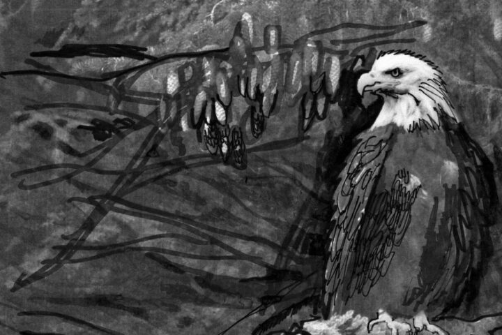 La celebre, iconica "aquila dalla faccia bianca", simbolo degli Stati Uniti d'America