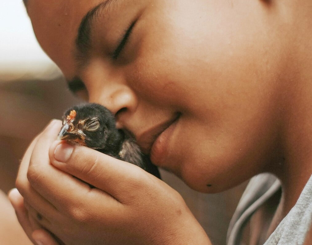 Un bambino tiene in mano con dolcezza piccolo volatile