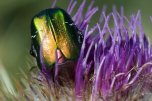 La Cetonia aurata (Linnaeus, 1758. Foto: Umberto Pessolano)