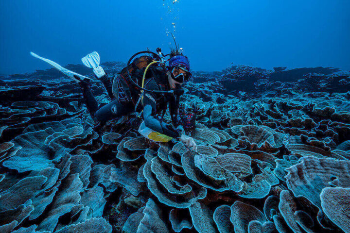 La barriera corallina scoperta dalla missione Unesco - foto @Alexis.Rosenfeld