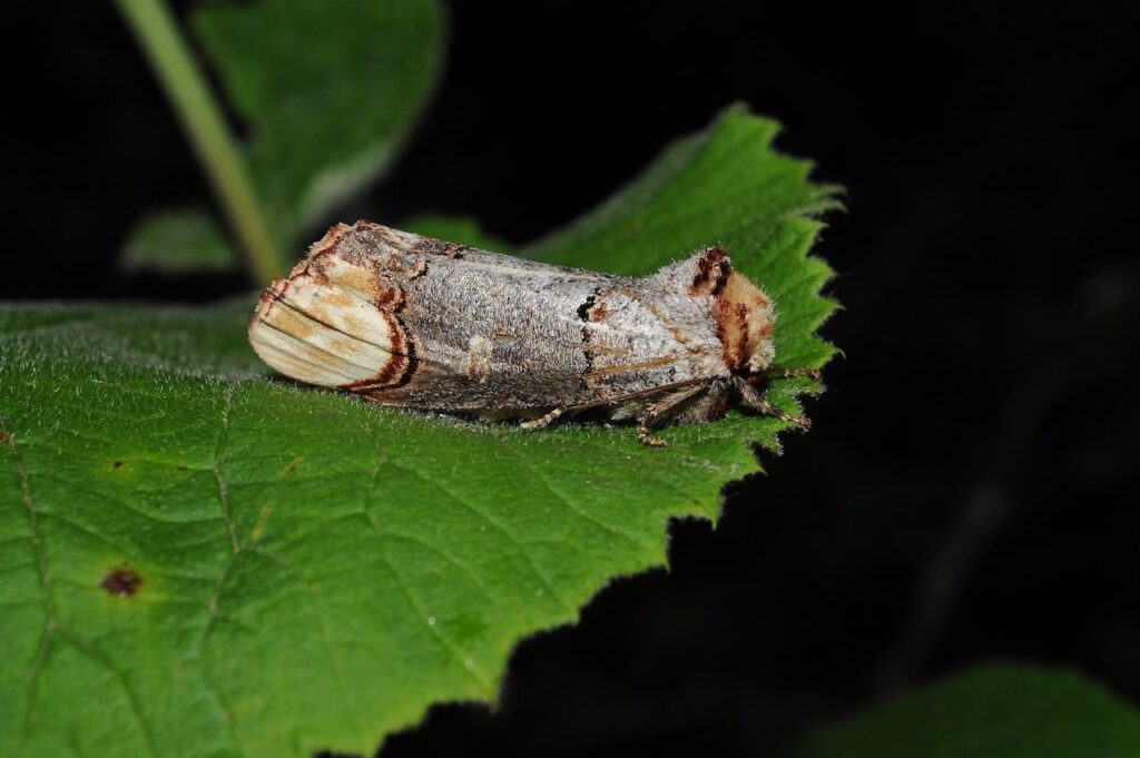 Un esemplare di Phalera bucephala (Linnaeus,1758. Foto: Umberto Pessolano)