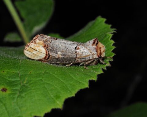 Un esemplare di Phalera bucephala (Linnaeus,1758. Foto: Umberto Pessolano)