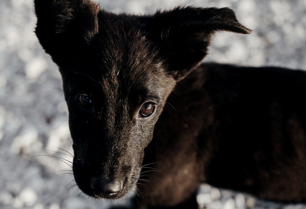 muso di cucciolo di cane nero