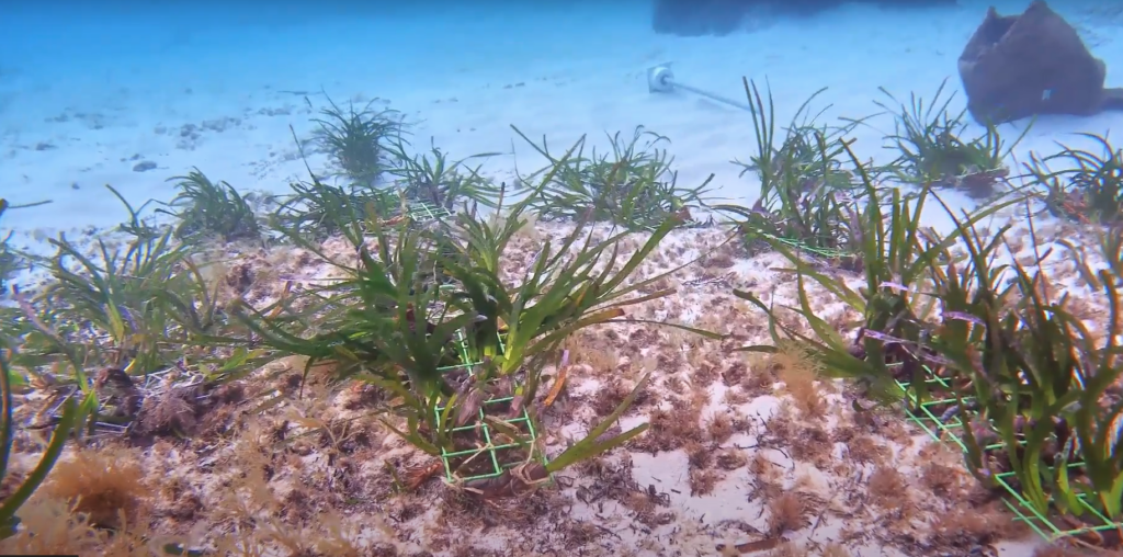 Posidonia oceanica in un fondale marino