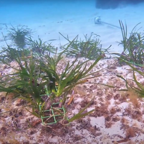 Posidonia oceanica in un fondale marino