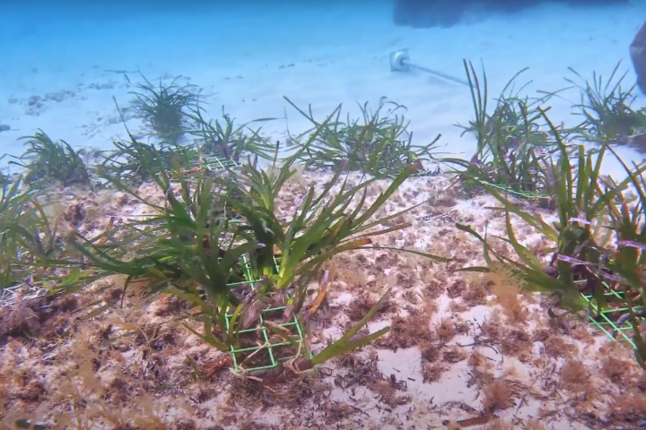 Posidonia oceanica in un fondale marino