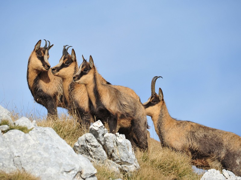 Parco nazionale d'Abruzzo