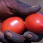 Pomodori pachino fra le dita di un bracciante africano