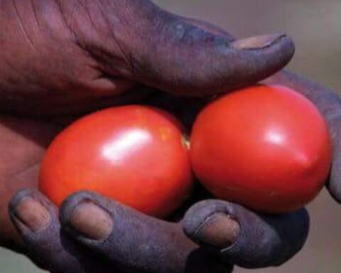 Pomodori pachino fra le dita di un bracciante africano