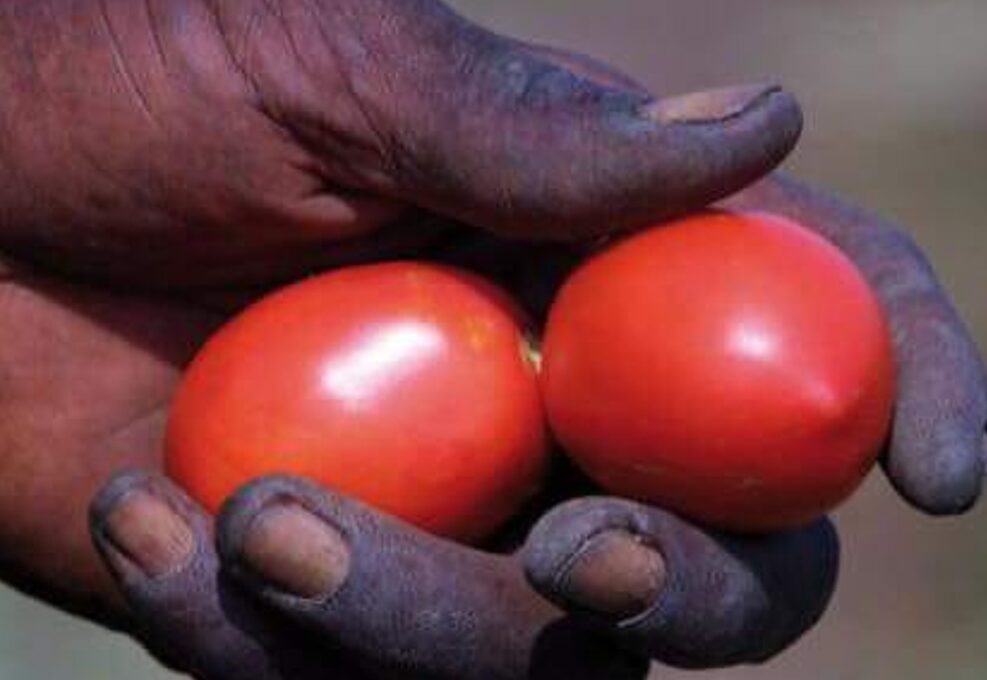 Pomodori pachino fra le dita di un bracciante africano