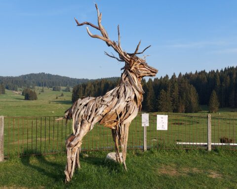 Il cervo di Marco Martalar, Rifugio Millegrobbe Luserna, Trento