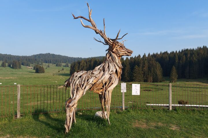 Il cervo di Marco Martalar, Rifugio Millegrobbe Luserna, Trento