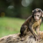 Un cucciolo di macaco