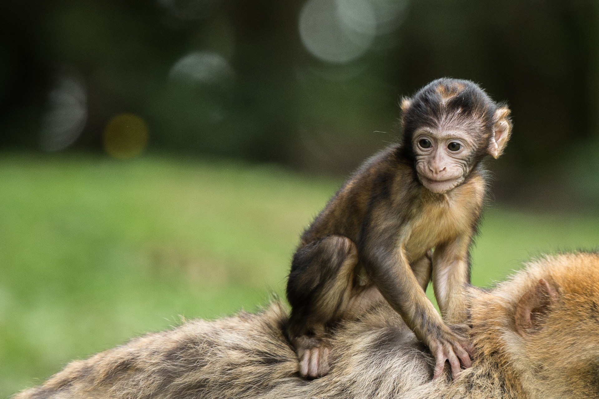 Un cucciolo di macaco