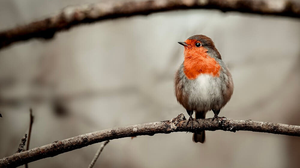 I pettirossi sono un elemento familiare per le persone degli Stati Uniti  e rappresentano il simbolo della vicenda del saggio "Silent spring" di Rachel Carson Foto: Pixabay