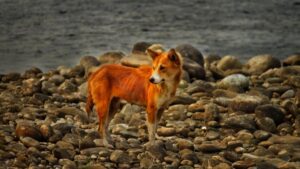 Un canide, probabilmente una volpe in mezzo alla natura