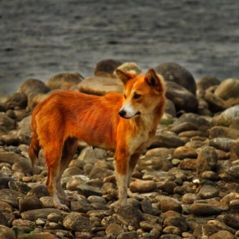 Un canide, probabilmente una volpe in mezzo alla natura