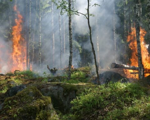 incendio foreste