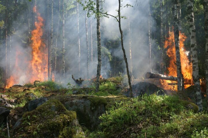 incendio foreste