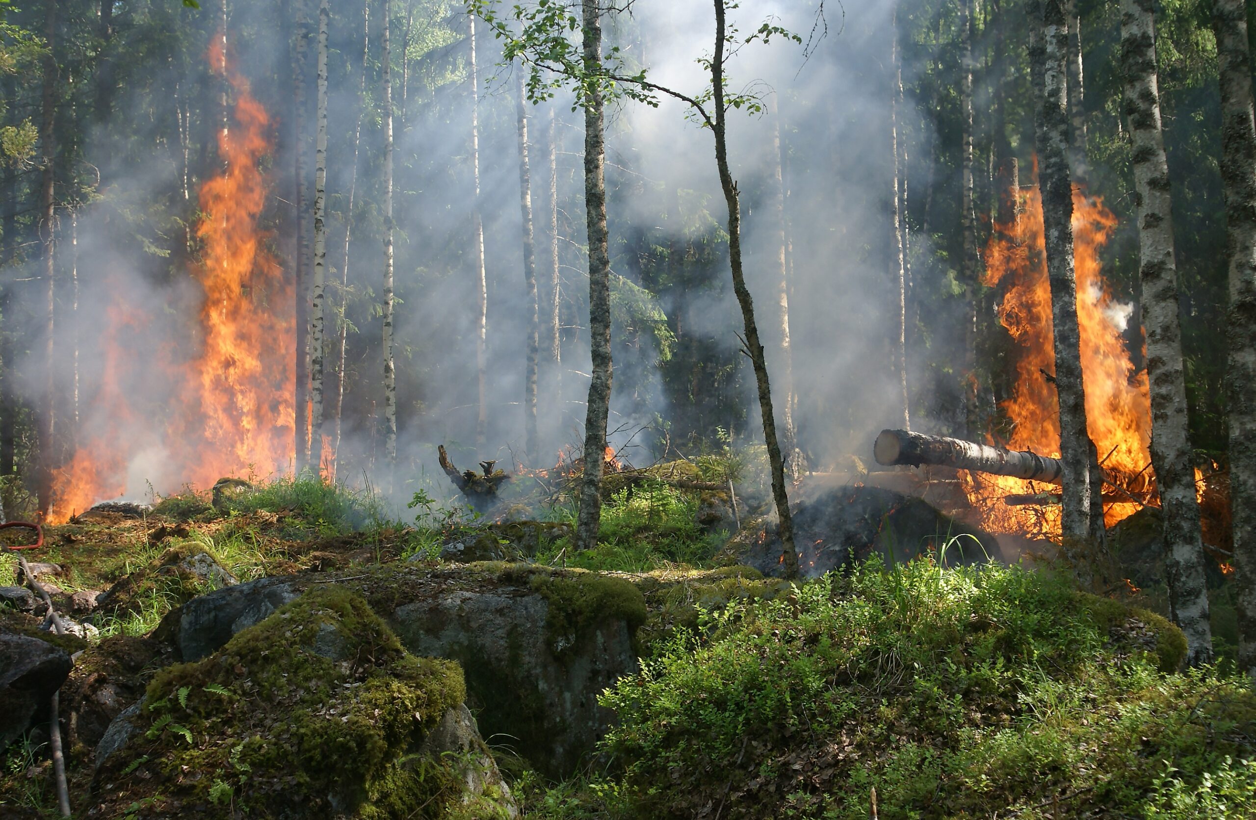 incendio foreste