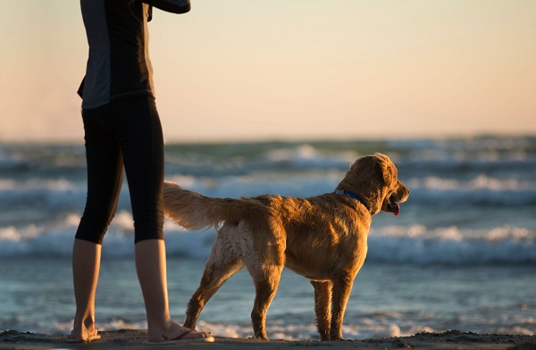 foto cane spiaggia