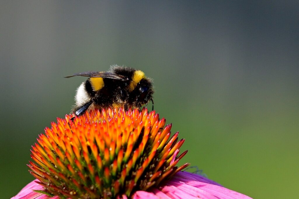 Un bombo su un fiore