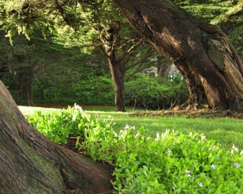 alberi in un parco