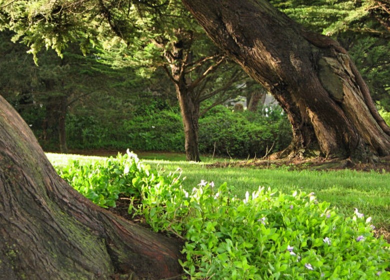 alberi in un parco