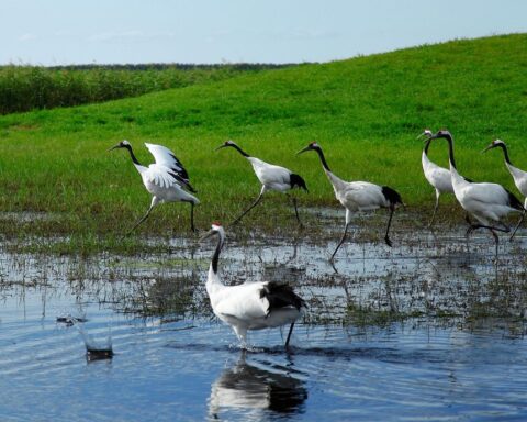 biodiversità zone umide