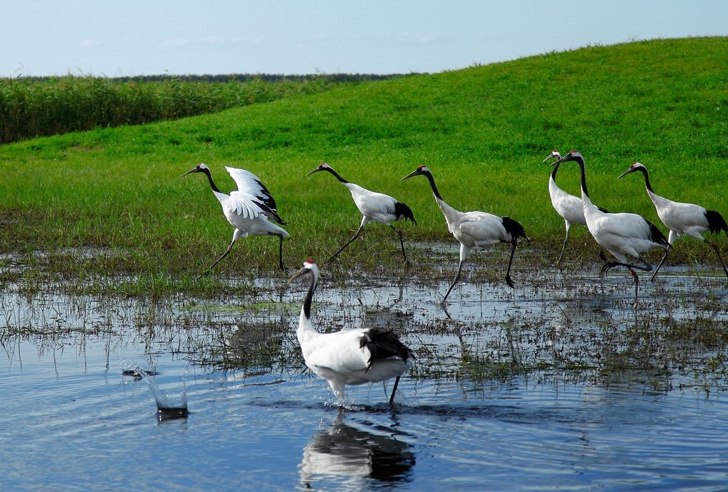 biodiversità zone umide