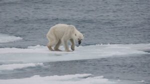 Un orso polare cammina su una lastra di ghiaccio semi sciolta