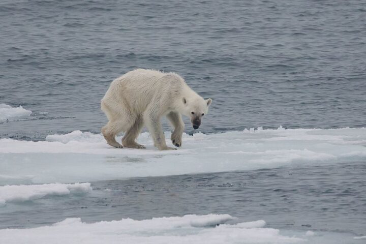 Un orso polare cammina su una lastra di ghiaccio semi sciolta