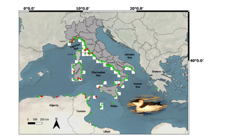 Rappresentazione cartografica delle osservazioni di Gazza marina in Italia nell’inverno 2022-2023